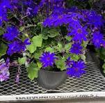 Pascha Plants for 2026 – Wholesale Opportunity for Calgary Orthodox Churches