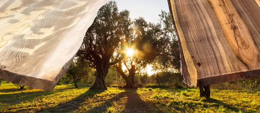 Woods of the Bible in Orthodox Tradition | Cedar, Acacia, Olive - Legacy Icons Wood Shop