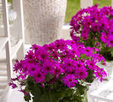 Pascha Plants for 2026 – Wholesale Opportunity for Calgary Orthodox Churches