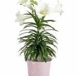 Pascha Plants for 2026 – Wholesale Opportunity for Calgary Orthodox Churches